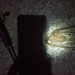 🐙ミニモニタコちゃん&#x…