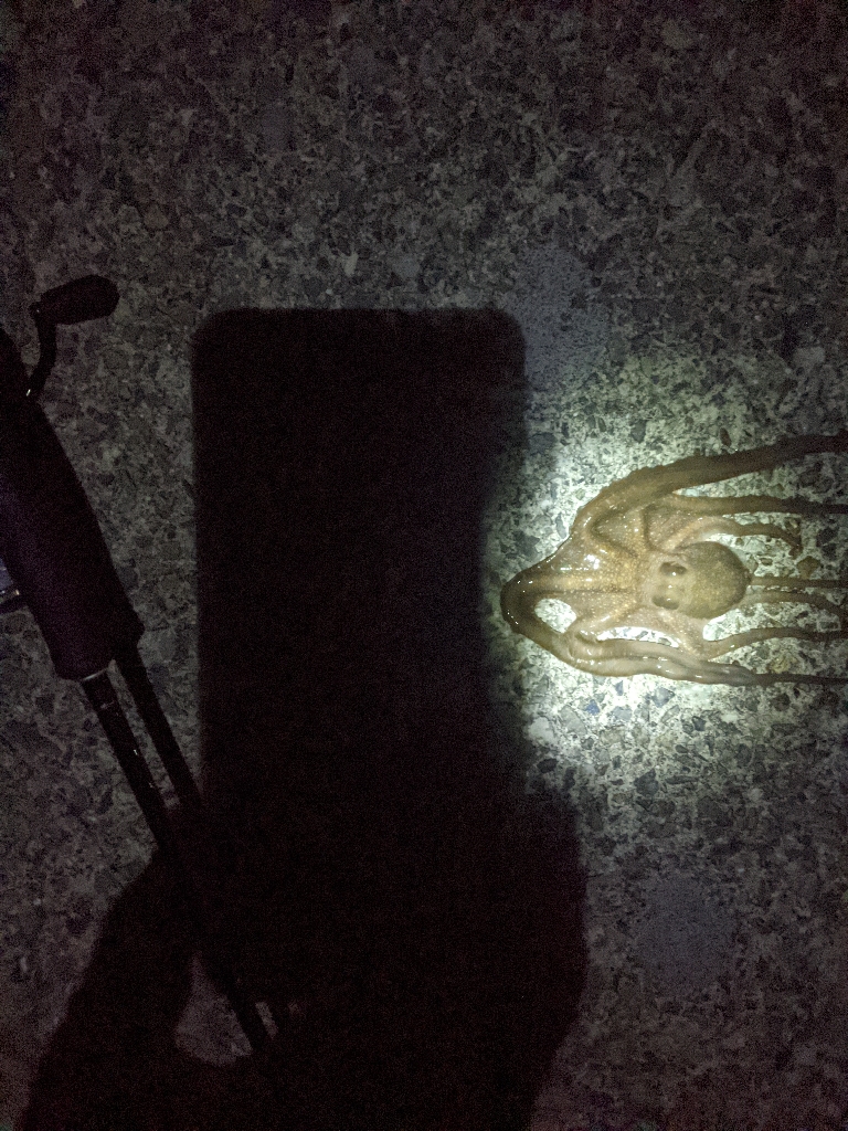 🐙ミニモニタコちゃん🐙