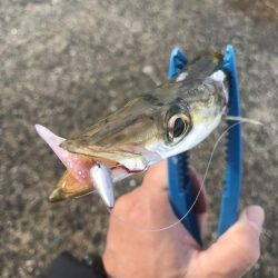 ライトワインドでカマス&太刀魚GET