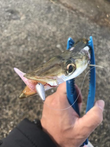 ライトワインドでカマス&太刀魚GET