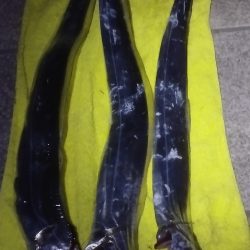 まだ釣れはするがもう厳しいか