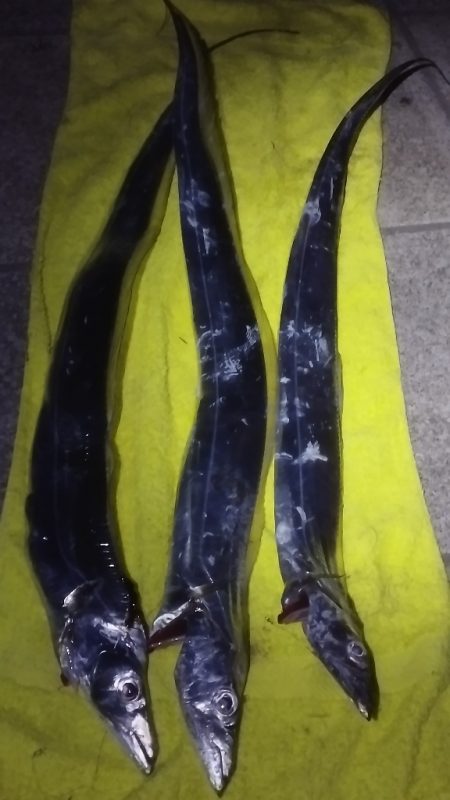 まだ釣れはするがもう厳しいか