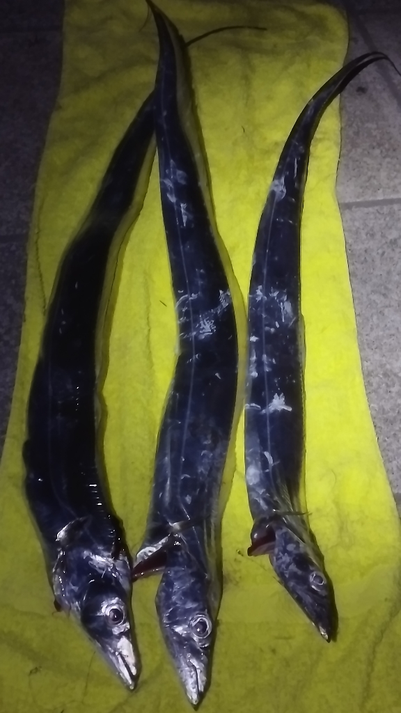 まだ釣れはするがもう厳しいか