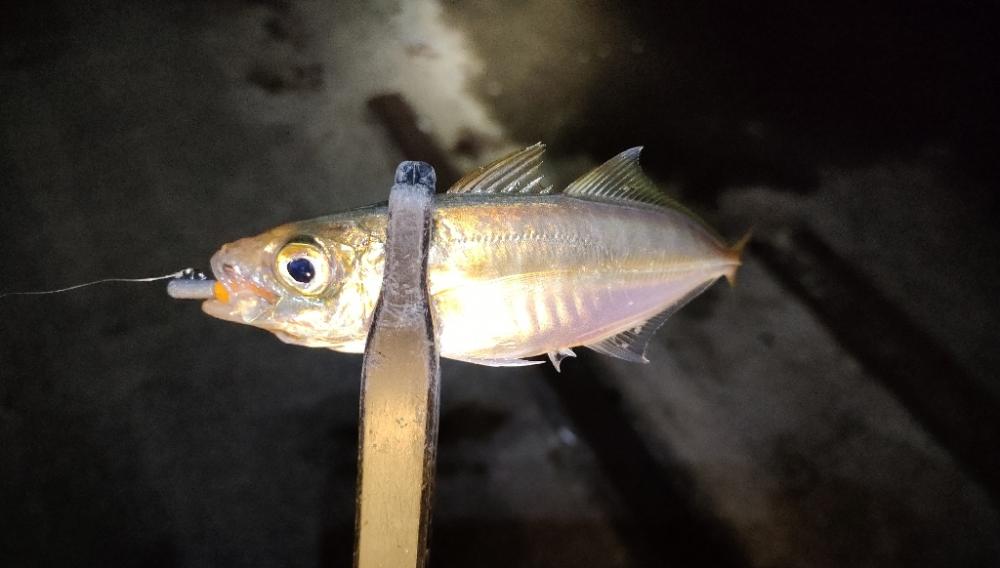 家近のアジも少しづつサイズアップ