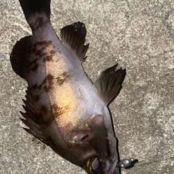 久しぶりのメバリング