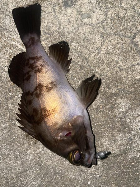 久しぶりのメバリング