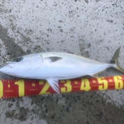 カマス飲ませでメジロGET