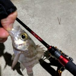 月下美人の鱗つけ