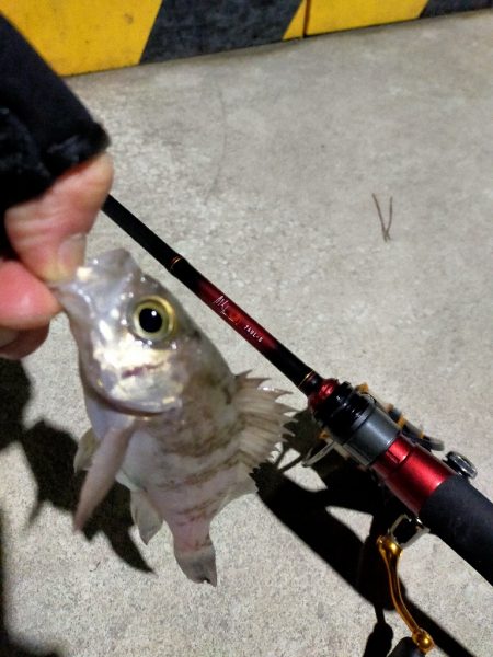 月下美人の鱗つけ