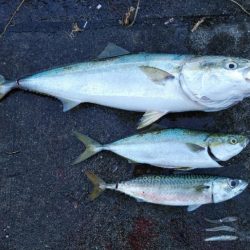 ルアーマンはそろそろ釣り納めですが