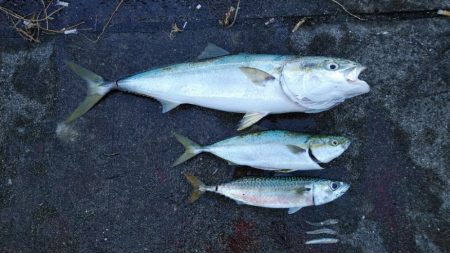 ルアーマンはそろそろ釣り納めですが