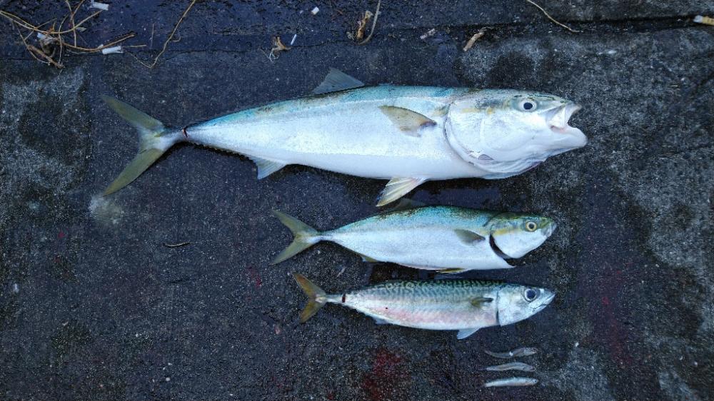 ルアーマンはそろそろ釣り納めですが