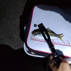 助松埠頭、夜アジング