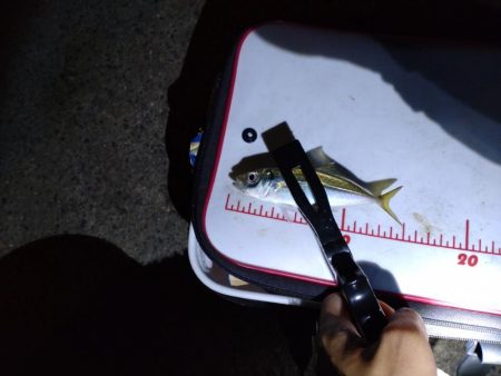 助松埠頭、夜アジング