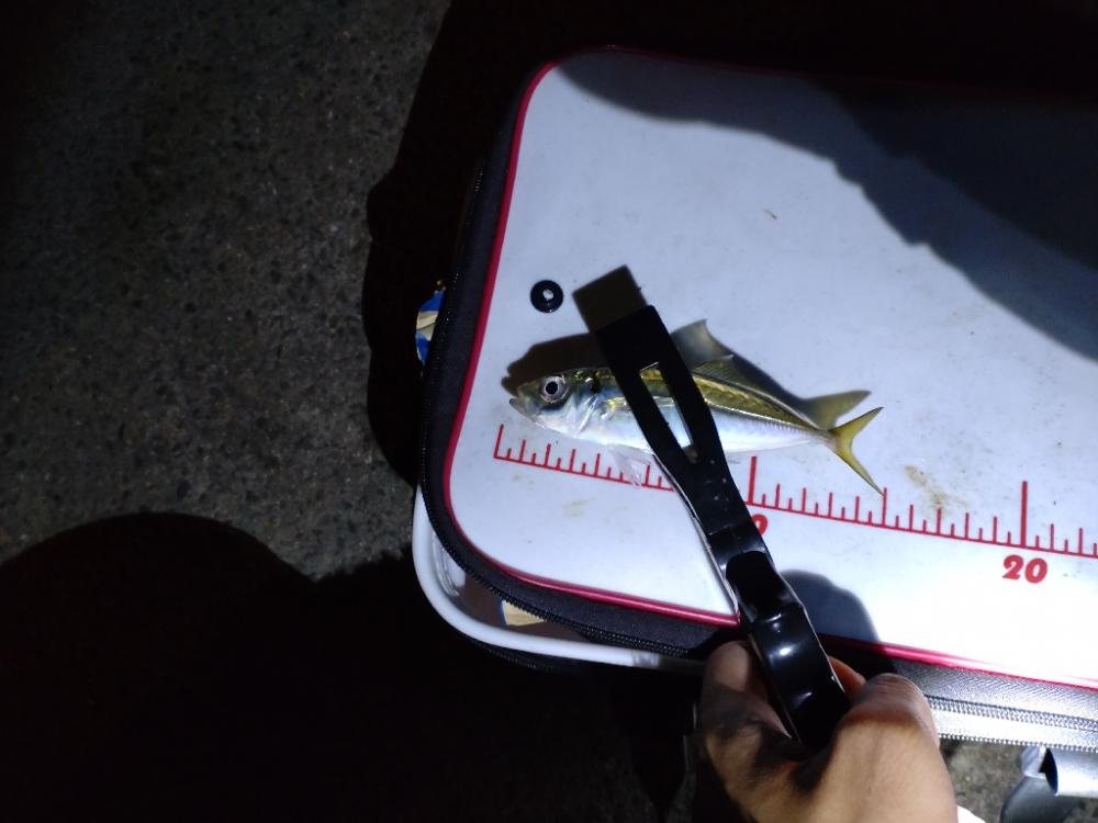 助松埠頭、夜アジング