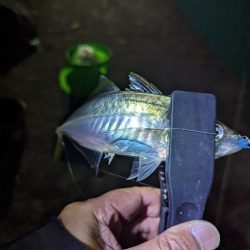 陸っぱり釣行記