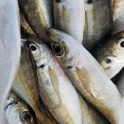 エギングロッドで軽量ジグ単アジング