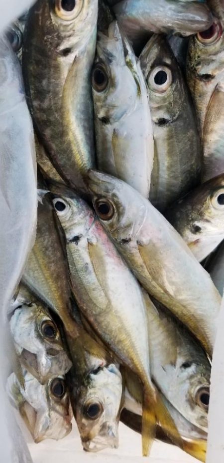 エギングロッドで軽量ジグ単アジング