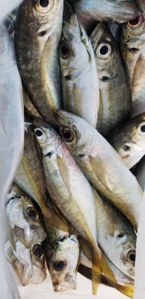 エギングロッドで軽量ジグ単アジング