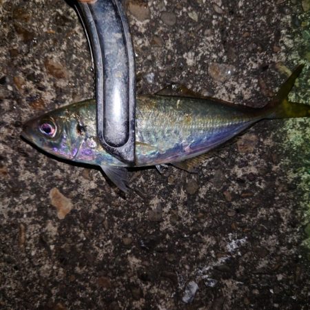 アジング　ウキ釣り