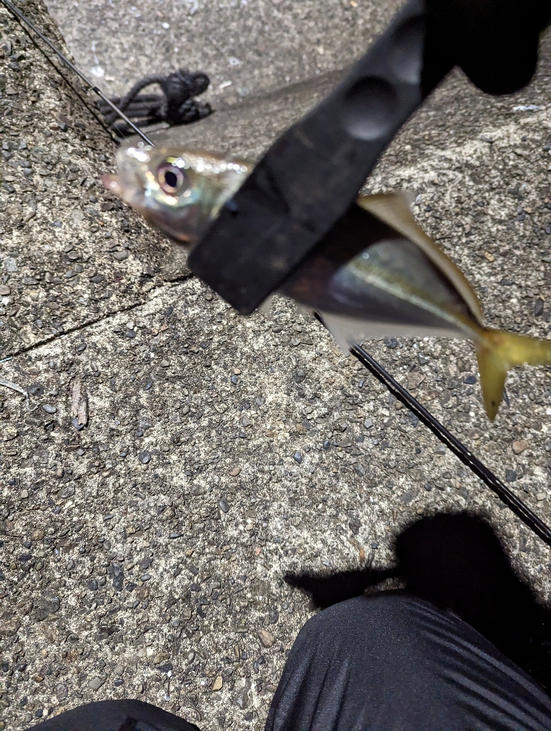 陸っぱり釣行記