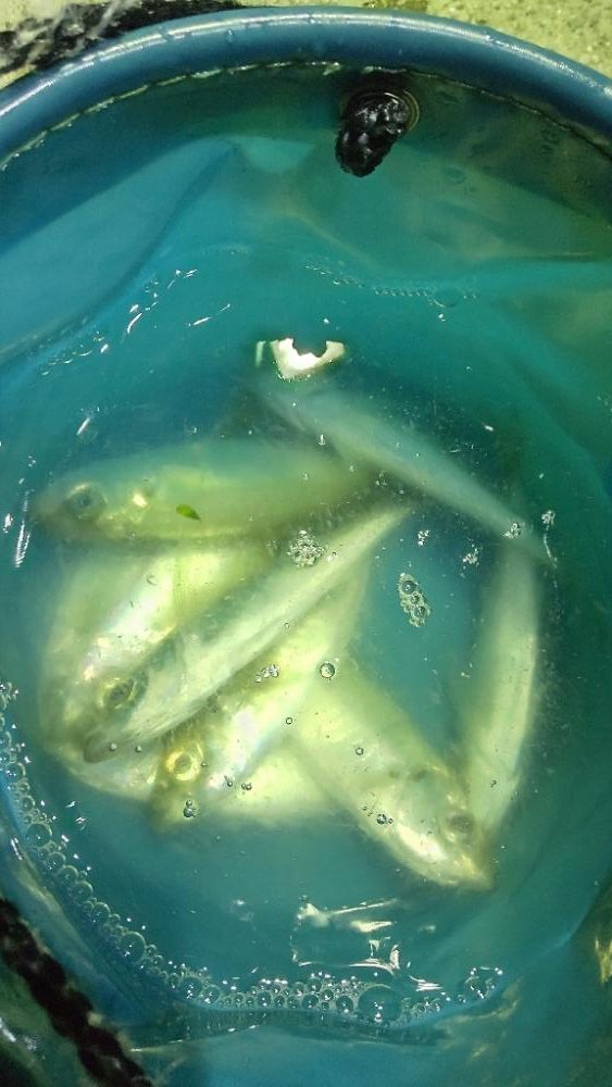 アジ探し@淡路島