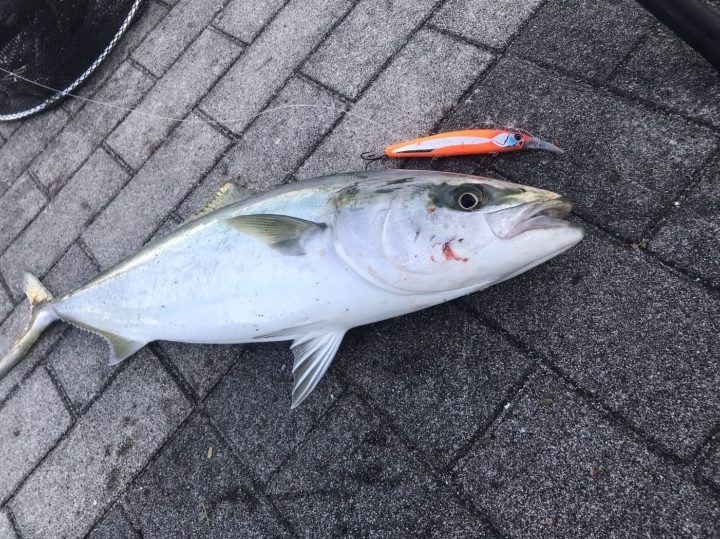 気持ちの良い1匹