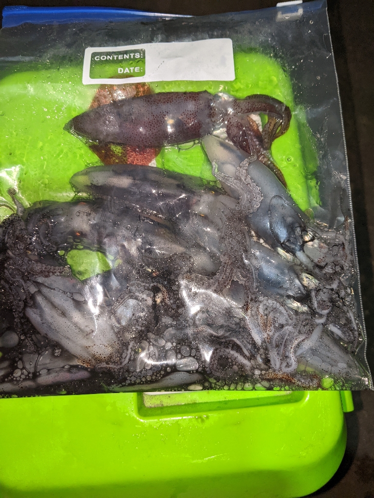 ヒイカとアジ狙い