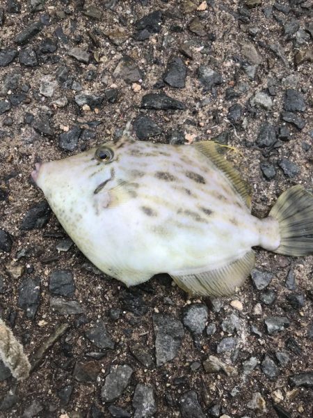 ブラクリ&胴付き仕掛けでカワハギ　…