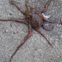 釣り納めのタコ