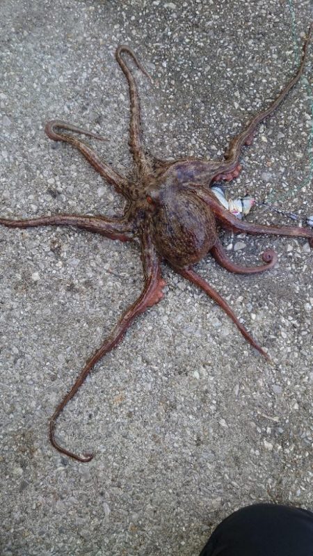 釣り納めのタコ