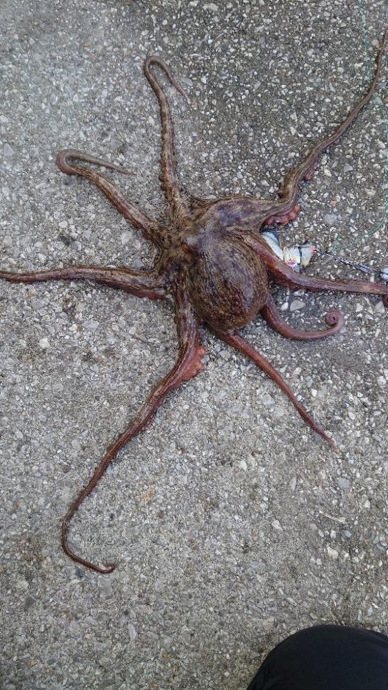 釣り納めのタコ