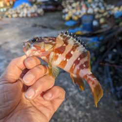 陸っぱり釣行記