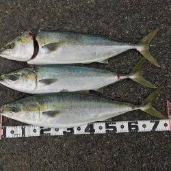 飲ませ釣りでメジロ