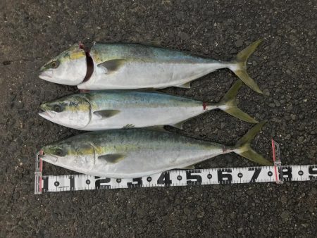 飲ませ釣りでメジロ