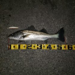 スズキさんもお休みですか？