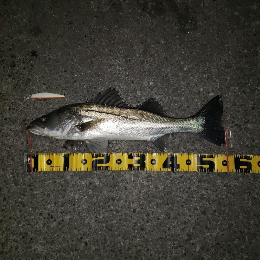 スズキさんもお休みですか?