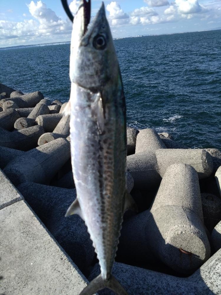 ようやく初サゴシ！