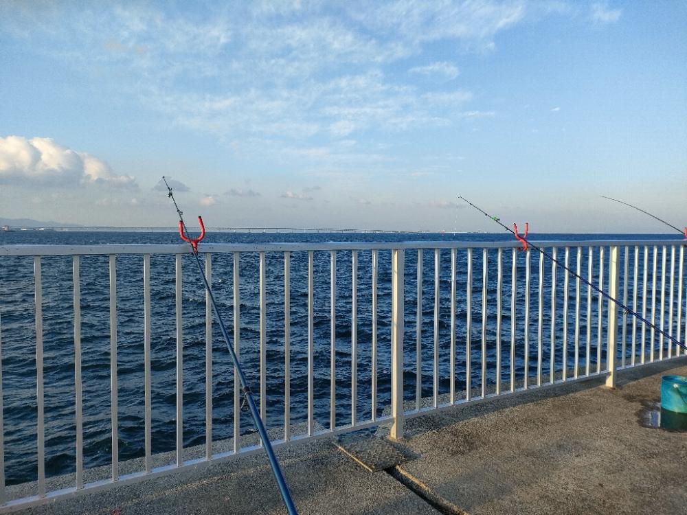 貝塚人工島ベランダにてガシラ