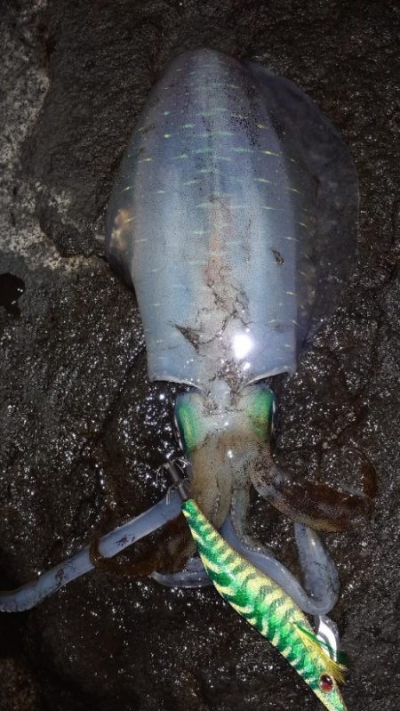 ショア磯エギング(ﾌﾟﾗｯｷﾝｸﾞ笑)