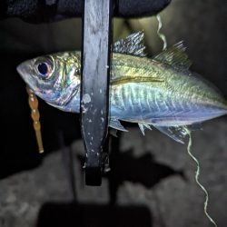 陸っぱり釣行記