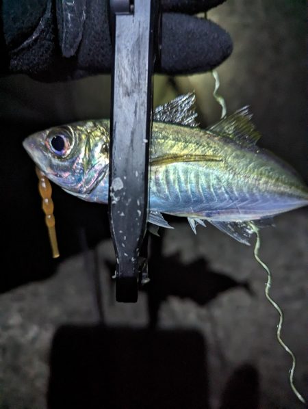 陸っぱり釣行記