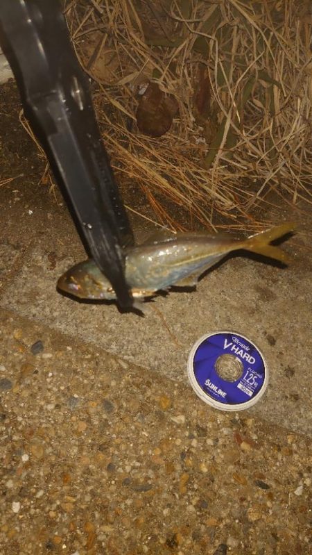 まだまだ海水温は温かい