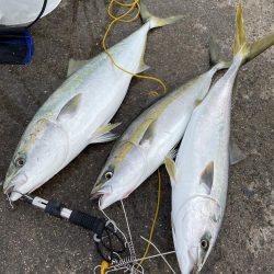 ★★朝からメジロ連発★★