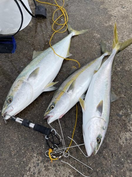 ★★朝からメジロ連発★★