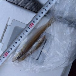 室津のキス釣り