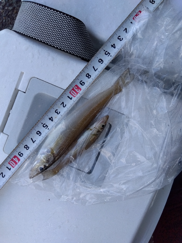 室津のキス釣り