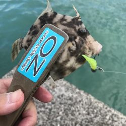 ヘチ際でカワハギ&五目釣り