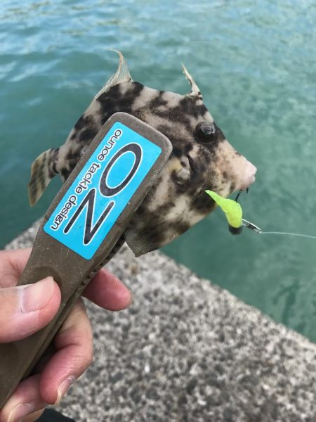 ヘチ際でカワハギ&五目釣り