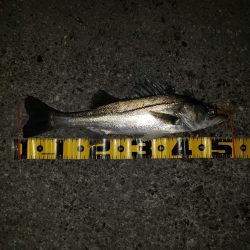 シーバス爆釣！